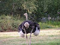 Autruche, Struthio camelus (Photo F. Mrugala) (3)